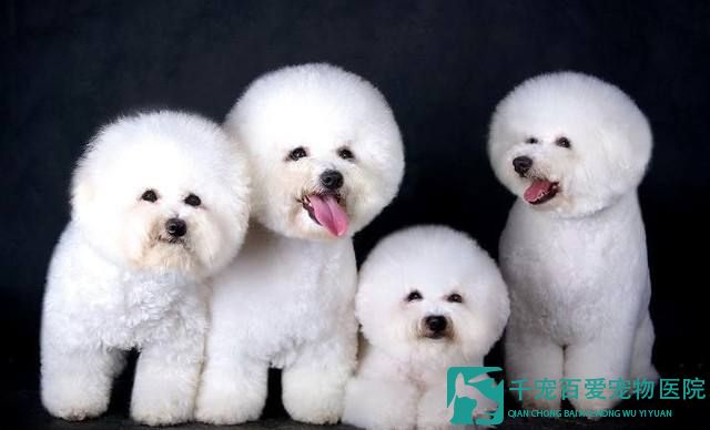 <b>给狗狗做亚星平台的好处有哪些？</b>