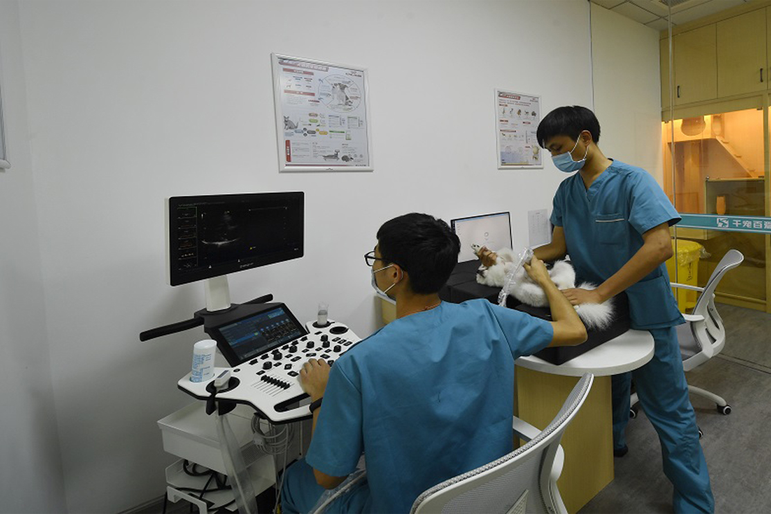 专业诊疗为爱宠健康保驾护航