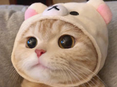 <b>黄狸（橘猫）</b>